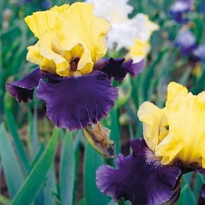 Set of 3 Roots Bearded Iris Jurassic Park - Van Zyverden