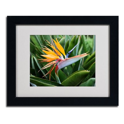Trademark Fine Art-Pierre Leclerc 'Bird of Paradise' Matted Framed Art