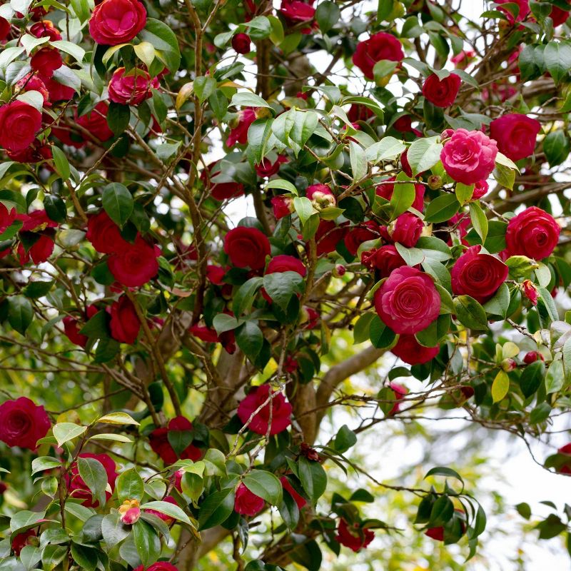 2.5qt Black Magic Camellia Japonica Plant with Dark Red Blooms - National Plant Network, 3 of 6