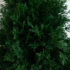 Nearly Natural 2.5-ft UV Resistant Artificial Cedar Plant with Integrated Ground Stake (Indoor/Outdoor) - Set of 2 - 3 of 4