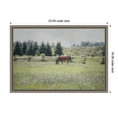 Sun Drenched Horse Grazing Canvas Framed Print