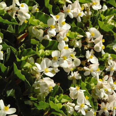 3pc Begonia Dragon Wing White - National Plant Network