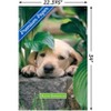 Trends International Keith Kimberlin - Puppy - Lazy Days Unframed Wall Poster Prints - 3 of 4