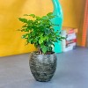 Okak Weather Resistant Planter with Drainage Plug , 6x6x6 Inches UV Stabilized and Frost Resistant for Indoor and Outdoor Use - 4 of 4