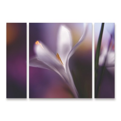 Trademark Fine Art Heidi Westum  Midnight Crocus 3 Piece Panel Set Art