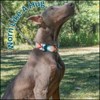 Country Brook Petz Deluxe Dog Collar - Chevron and Arrows Collection - Made in The U.S.A. - 3 of 4