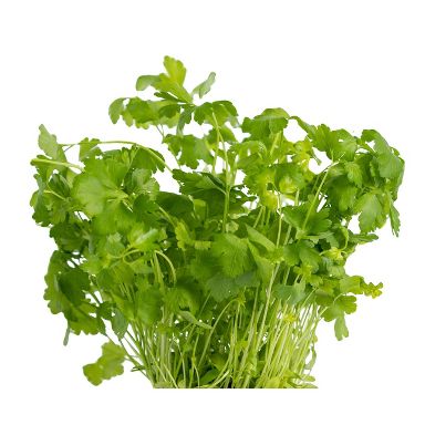 Organic Fresh Cilantro - 1ct