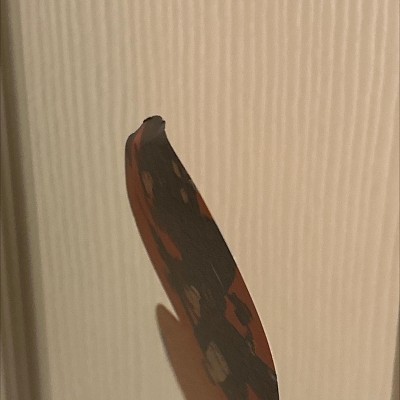 Guest review image 3 of 3, zoom in