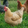 PawHut 98' L x 35.5" H Hardware Cloth, 1/2 x 1 Inch Wire Mesh Fence Netting Roll for Aviary, Chicken Coop, Rabbit Hutch, Animal, Garden Protection - 2 of 4