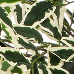 gray plastic container