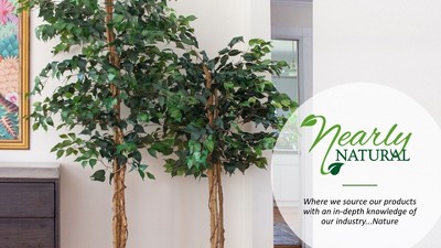 6ft Green Silk Ficus Tree with Twisting Trunks