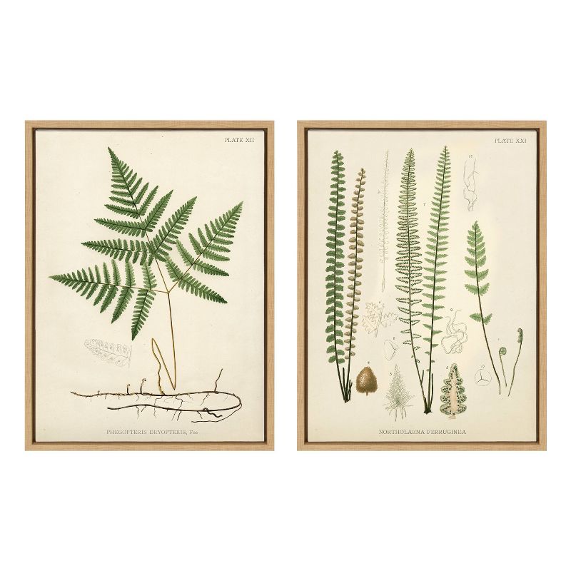 18&#34;x24&#34; Sylvie Ferns Wall Canvas Set by Corinna Buchholz - Framed Botanical Art, UV-Resistant Inks, Easy-to-Hang, Locally Framed in Wisconsin, 1 of 6