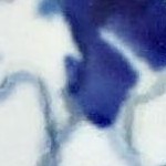 georgia blue