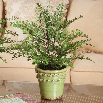18" Green Plastic Maidenhair Fern Topiary