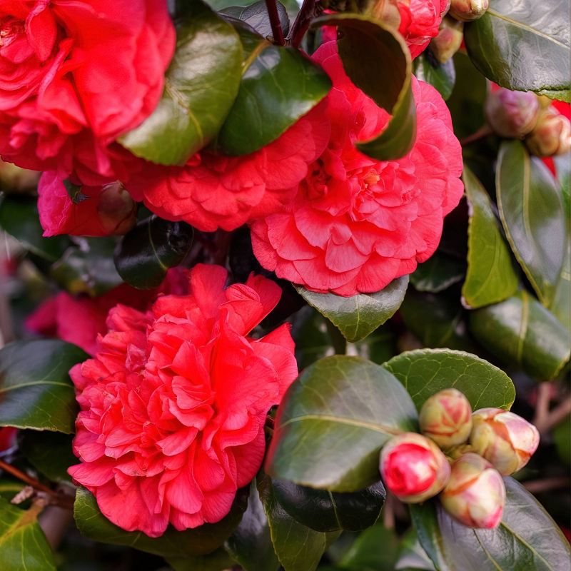 2.5qt Professor Sargent Camellia Japonica Plant with Red Blooms - National Plant Network, 3 of 6