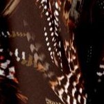 coffee bean feather