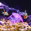 Unique Bargains Glowing Silicone Aquarium Simulation Coral - 2 of 4
