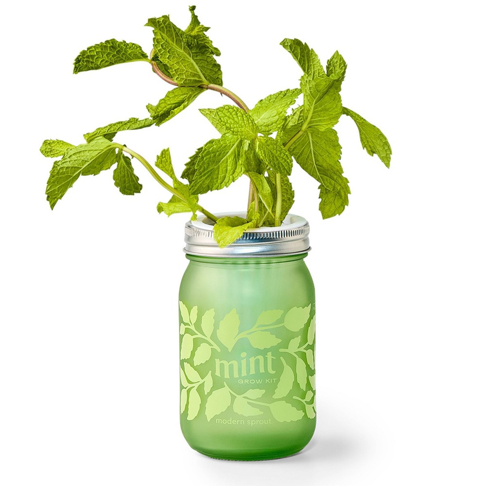 Photos - Garden & Outdoor Decoration Modern Sprout Mint Green Pint Jar Grow Kit