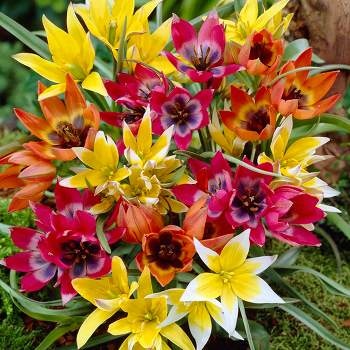Tulips Perennial Mixture Set of 100 Bulbs - Van Zyverden