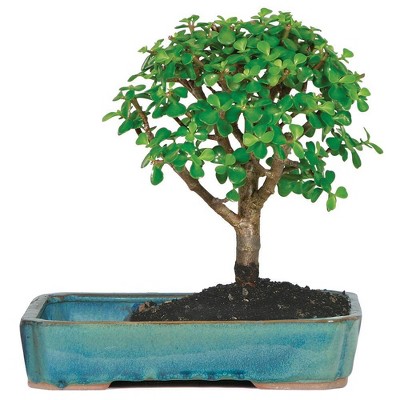 Large Jade in Land Water Pot Indoor Live Houseplant - Brussel's Bonsai