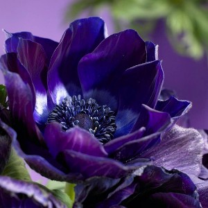 Van Zyverden 25ct Bulbs Anemone Wind Flowers Darkest Blue - 1 of 4