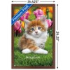 Trends International Keith Kimberlin - Maine Coon Kitten Framed Wall Poster Prints - 3 of 4