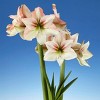 Van Zyverden Amaryllis Multicolored Flower Bulb with Flower Burst Metal Cachepot - 3 of 4