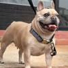 Country Brook Petz Signature Dog Collar Collection - 3 of 4