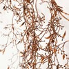 72"L Sullivans Artificial Halloween Drop Garland  Indoor Fall DÃƒÂ©cor - 2 of 3