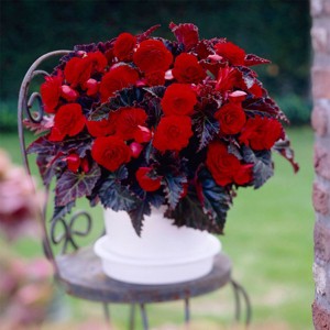 Van Zyverden 5ct Tubers Begonias Red Switzerland - 1 of 4