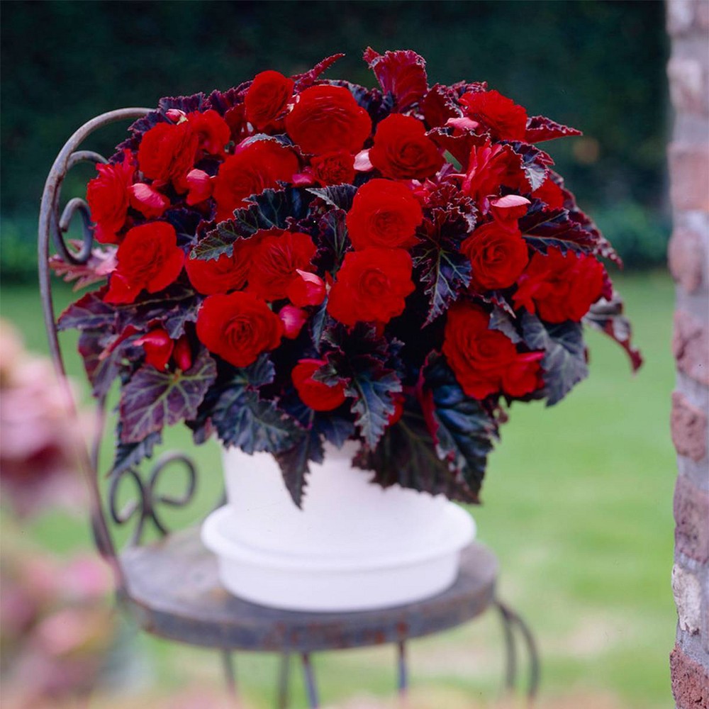 Photos - Garden & Outdoor Decoration Van Zyverden 5ct Tubers Begonias Red Switzerland