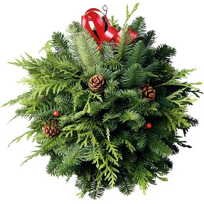 Live Fresh Cut Pacific Northwest Deck The Halls Kissing Ball - Van Zyverden