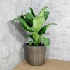 Gulches 10.2" Self-Watering Wicker Decor Planter, Round, Grey - 3 of 4