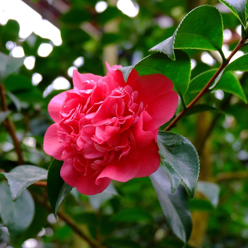 2.5qt Camellia Sasanqua Plant with Red Blooms - National Plant Network, 3 of 5