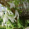 National Plant Network Live Outdoor Wisteria Plant - 1ct 1gal - 3 of 4