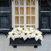 Puleo 24" Pre-Lit Battery-Operated Artificial White Poinsettia Window Box Decor - 3 of 4