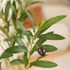DR.Planzen Artificial Olive Trees, 5-7FT Tall Fake Olive Trees for Indoor, Large Olive Plants with White Planter for Home Decor and Housewarming Gift - 3 of 4