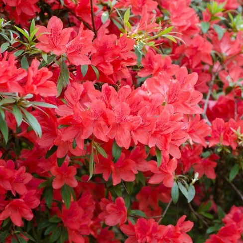 2.25gal Fashion Azalea Plant with Red Blooms - National Plant Network