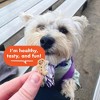 Buddy Biscuits Peanut Butter Puppy Dry Dog Treats - 8oz - 4 of 4