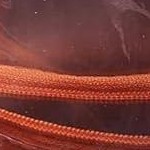 transparent orange rhino