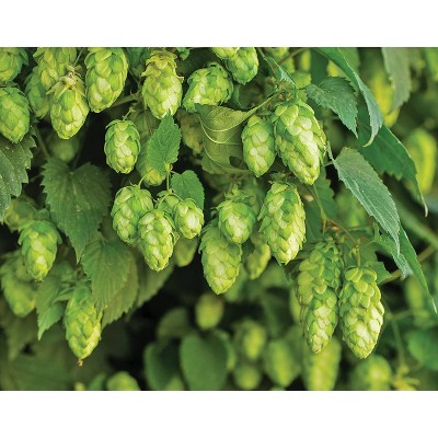 3pc Humulus Nugget - National Plant Network