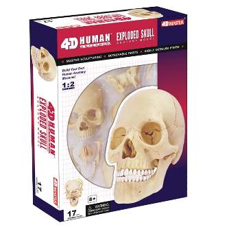 4D Human Skull Anatomy Model