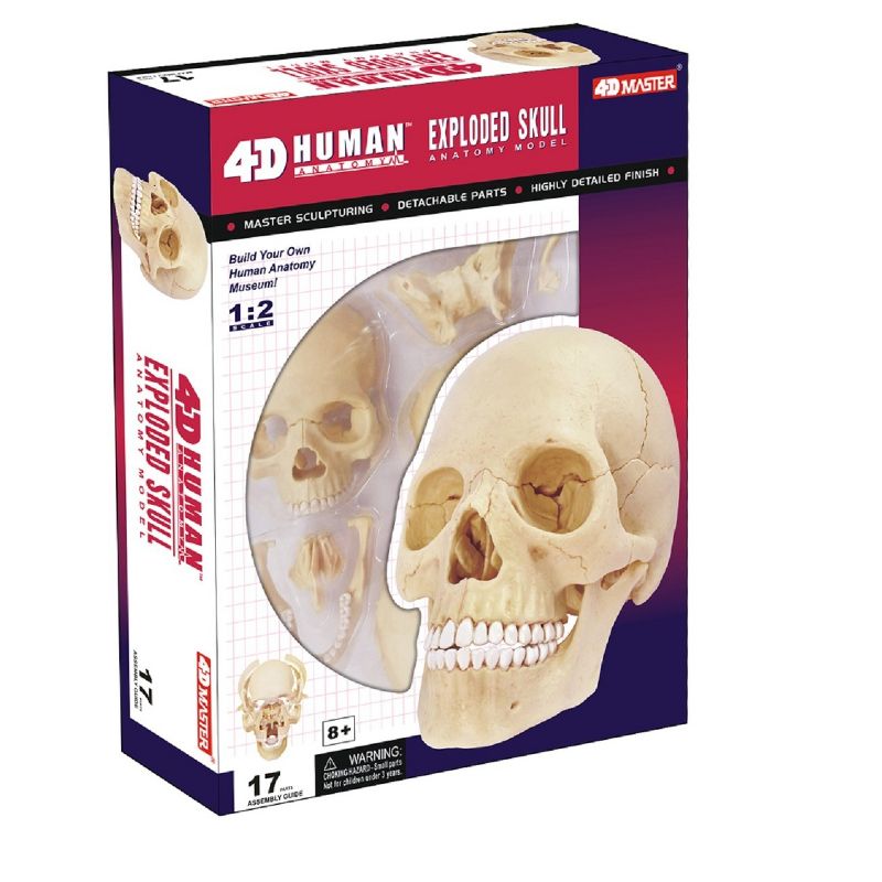 4D Human Skull Anatomy Model, 1 of 2