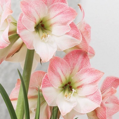 Boxed Gift Kit Amaryllis Apple Blossom - Van Zyverden