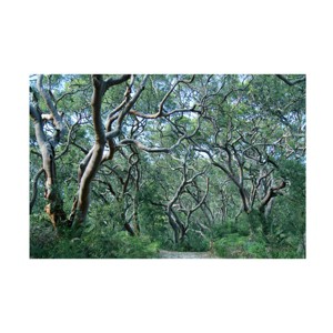 Trademark Fine Art -Beata Czyzowska Young 'Beautiful Minds' Canvas Art - 1 of 4