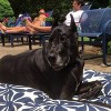 Majestic Pet Plantation Rectangle Dog Bed - 3 of 3
