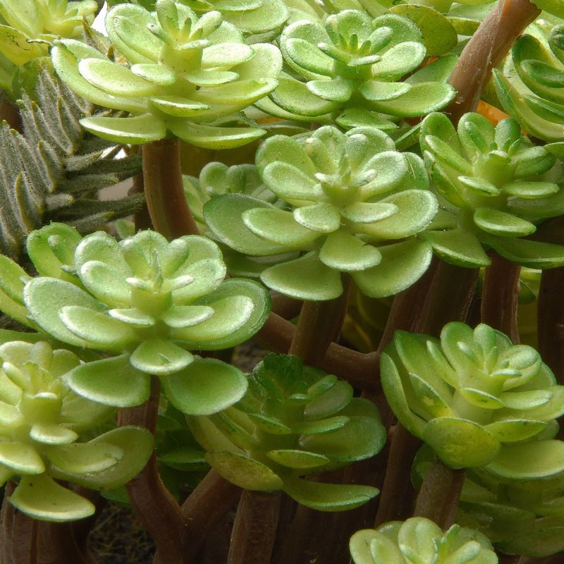 Artificial Succulent Plants 7.5&#34; - National Tree Company, 4 of 7