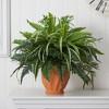Nearly Natural 23-in Mixed Greens and Fern Artificial Plant in Terra Cotta Planter - 2 of 2