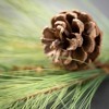 6' Long Pine & Cone Garland, Green Christmas Garland - 2 of 2