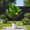 2 Pack 19.7" Artificial Lemon Trees, Faux Potted Plants for Home, Kitchen, Living Room, Office Decor - 3 of 4